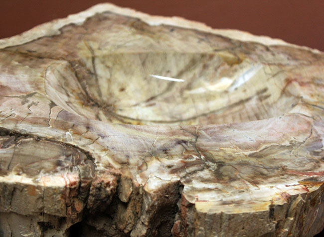 インテリアとしても小物入れとしても利用が可能、古生代ペルム紀の珪化木(petrified wood)。側面には樹皮が保存。(その10)