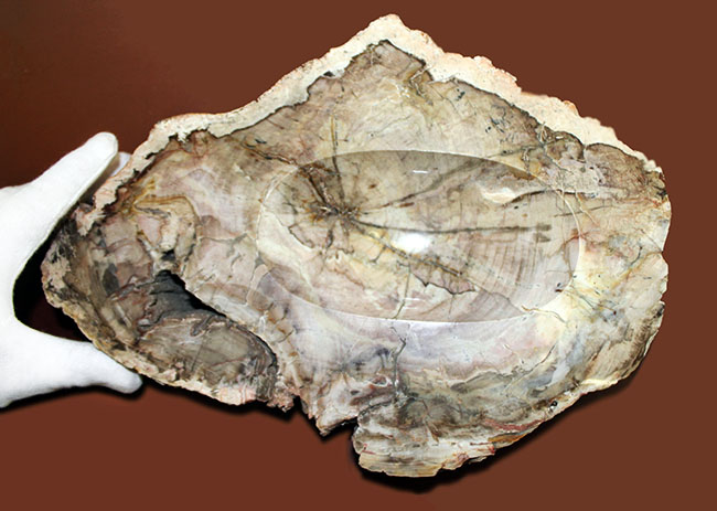 インテリアとしても小物入れとしても利用が可能、古生代ペルム紀の珪化木(petrified wood)。側面には樹皮が保存。(その11)