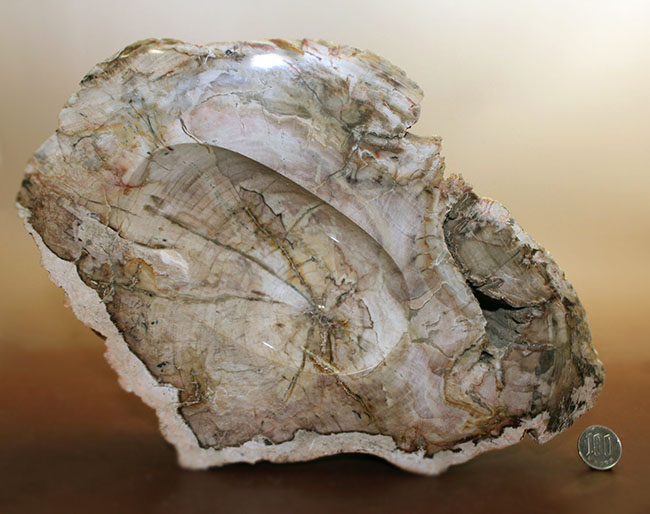 インテリアとしても小物入れとしても利用が可能、古生代ペルム紀の珪化木(petrified wood)。側面には樹皮が保存。(その12)