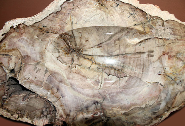 インテリアとしても小物入れとしても利用が可能、古生代ペルム紀の珪化木(petrified wood)。側面には樹皮が保存。(その2)