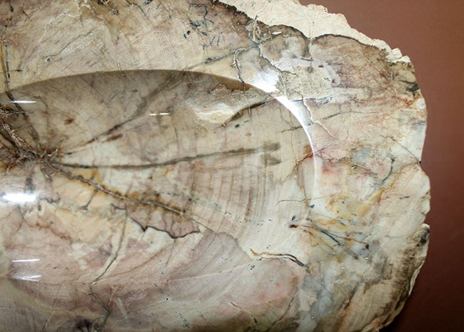 インテリアとしても小物入れとしても利用が可能、古生代ペルム紀の珪化木（petrified wood）。側面には樹皮が保存。（その3）