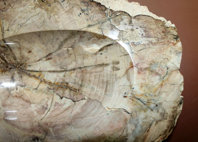インテリアとしても小物入れとしても利用が可能、古生代ペルム紀の珪化木(petrified wood)。側面には樹皮が保存。(その3)