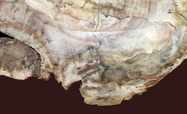 インテリアとしても小物入れとしても利用が可能、古生代ペルム紀の珪化木(petrified wood)。側面には樹皮が保存。(その4)