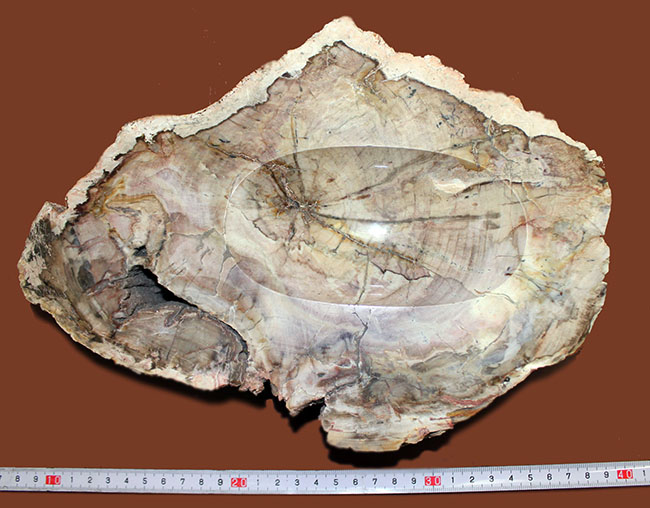 インテリアとしても小物入れとしても利用が可能、古生代ペルム紀の珪化木(petrified wood)。側面には樹皮が保存。(その5)