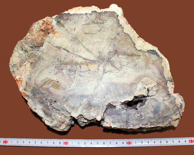 インテリアとしても小物入れとしても利用が可能、古生代ペルム紀の珪化木(petrified wood)。側面には樹皮が保存。(その6)