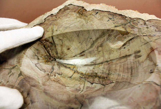 インテリアとしても小物入れとしても利用が可能、古生代ペルム紀の珪化木(petrified wood)。側面には樹皮が保存。(その7)
