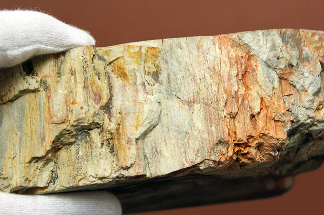 インテリアとしても小物入れとしても利用が可能、古生代ペルム紀の珪化木(petrified wood)。側面には樹皮が保存。(その8)
