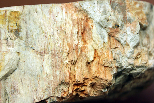 インテリアとしても小物入れとしても利用が可能、古生代ペルム紀の珪化木(petrified wood)。側面には樹皮が保存。(その9)