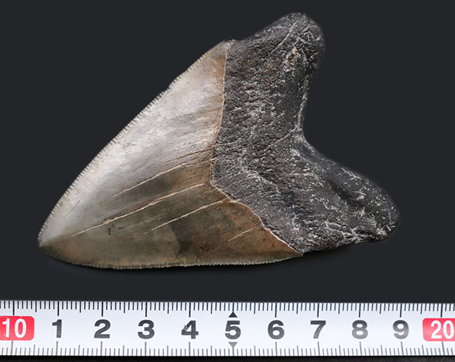 人気！左右対称で、美しいセレーションとエナメル質が保存された、極めて上質のメガロドンの歯化石（Carcharodon megalodon）の歯化石（その12）