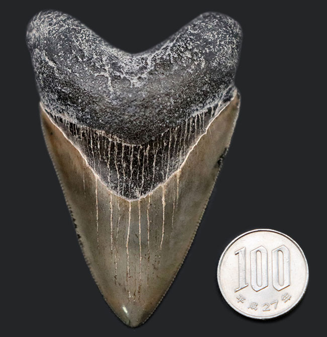 人気！左右対称で、美しいセレーションとエナメル質が保存された、極めて上質のメガロドンの歯化石（Carcharodon megalodon）の歯化石（その13）
