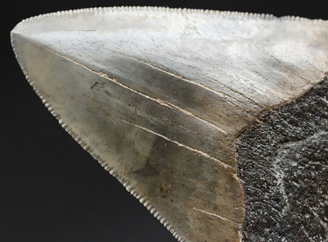 人気！左右対称で、美しいセレーションとエナメル質が保存された、極めて上質のメガロドンの歯化石（Carcharodon megalodon）の歯化石（その8）
