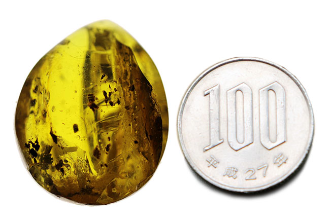 古代の人々を魅了した最初の宝石、厚みがあるのに、透明感があるバルト海産琥珀（Amber）（その7）