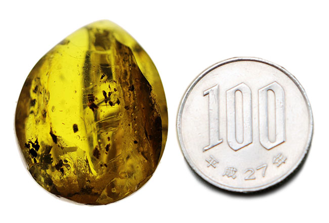 古代の人々を魅了した最初の宝石、厚みがあるのに、透明感があるバルト海産琥珀(Amber)(その7)