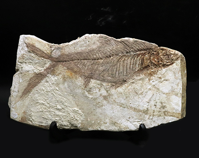 レア！長崎県壱岐産古代魚、カルター（Culter sp.）の化石（その1）