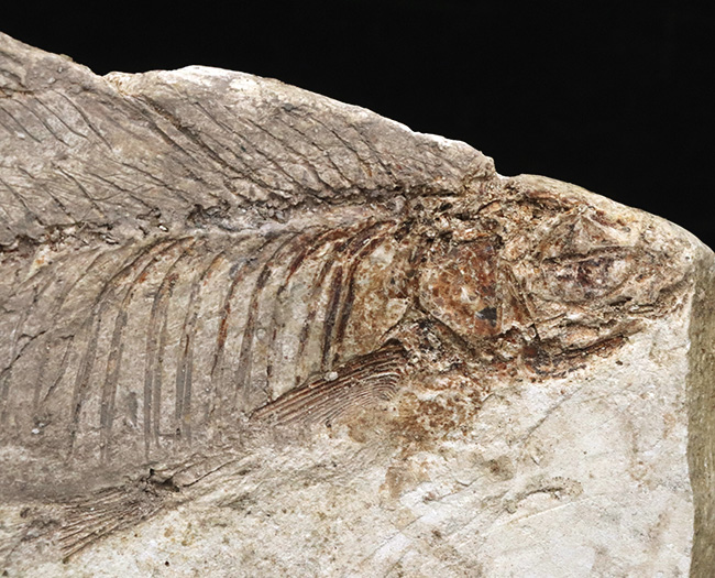 レア！長崎県壱岐産古代魚、カルター（Culter sp.）の化石（その2）