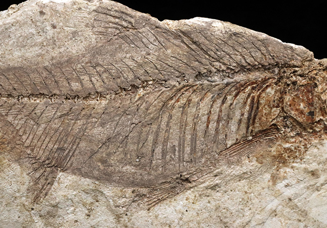 レア！長崎県壱岐産古代魚、カルター（Culter sp.）の化石（その3）