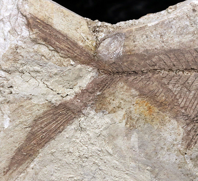 レア！長崎県壱岐産古代魚、カルター（Culter sp.）の化石（その4）