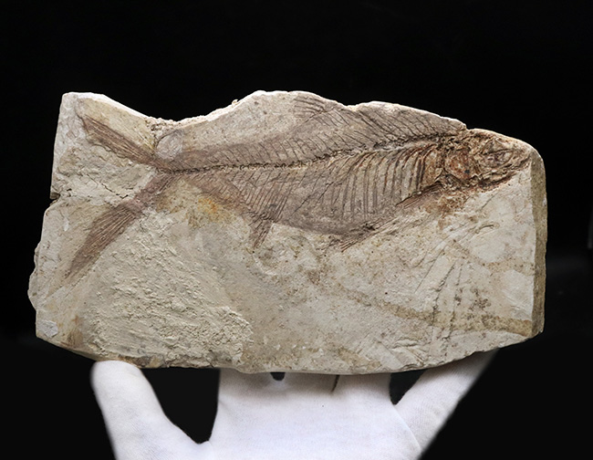 レア！長崎県壱岐産古代魚、カルター（Culter sp.）の化石（その5）