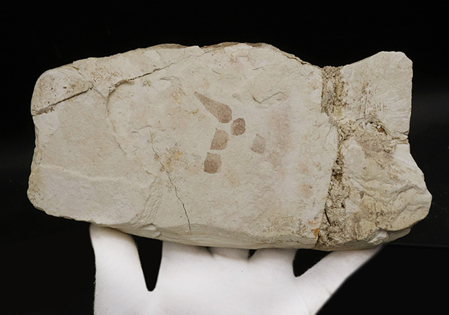 レア！長崎県壱岐産古代魚、カルター（Culter sp.）の化石 化石 販売