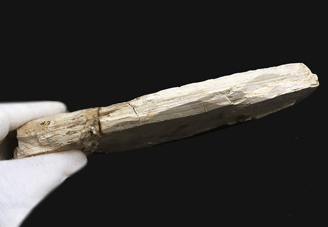 レア！長崎県壱岐産古代魚、カルター（Culter sp.）の化石（その7）