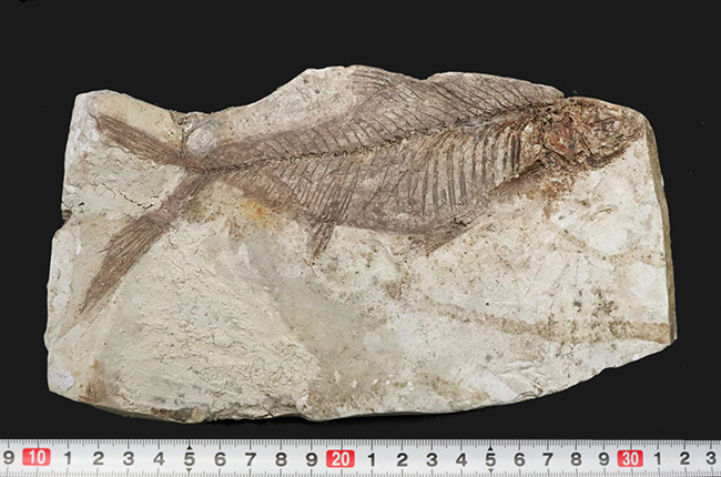 幻の魚　化石 幻の魚 化石 1億9000万年前のほぼ完全な状態で