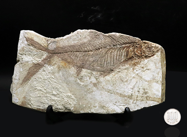 レア！長崎県壱岐産古代魚、カルター（Culter sp.）の化石（その9）