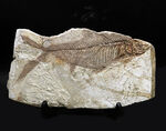 レア！長崎県壱岐産古代魚、カルター（Culter sp.）の化石