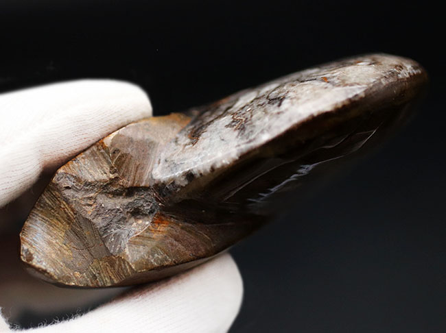 全体の形状が残った完全体！アンモナイトの祖先、ゴニアタイト