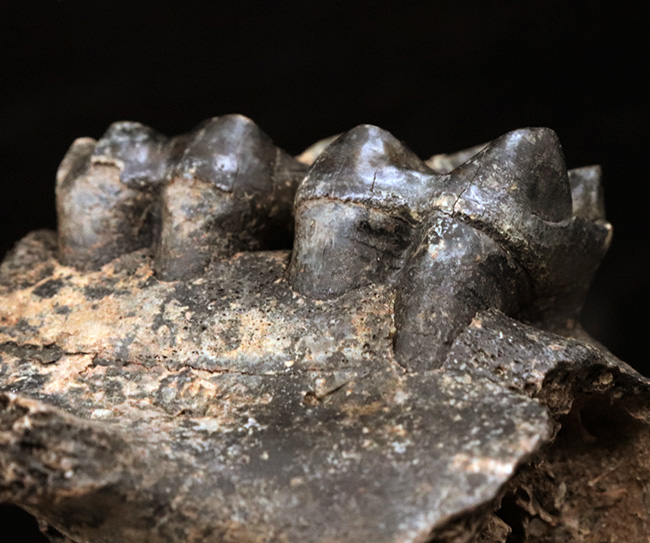 オールドコレクション！更新世に北米に棲息していた絶滅種のバク（Tapirus sp.）の顎骨付き歯化石（その1）