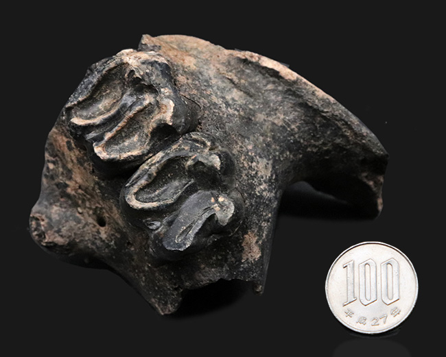 オールドコレクション！更新世に北米に棲息していた絶滅種のバク（Tapirus sp.）の顎骨付き歯化石（その10）