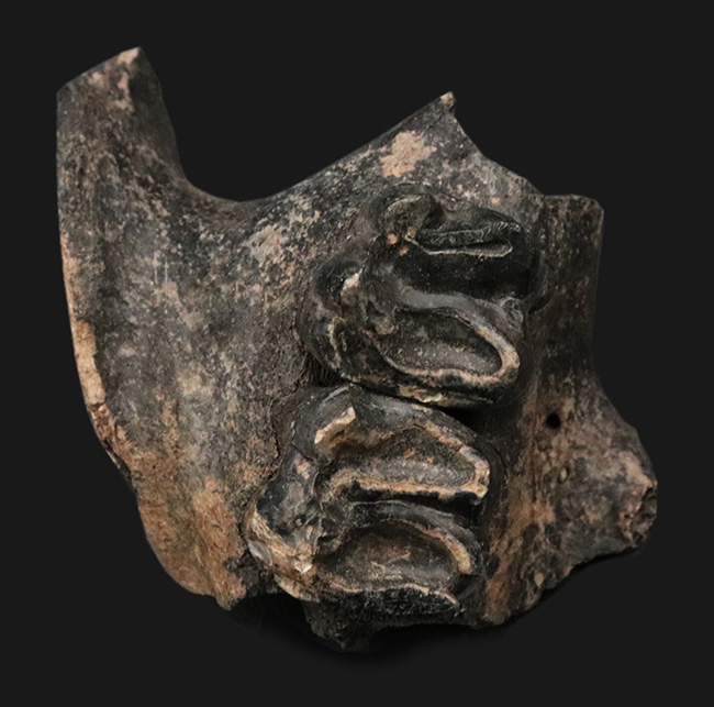 オールドコレクション！更新世に北米に棲息していた絶滅種のバク（Tapirus sp.）の顎骨付き歯化石（その2）