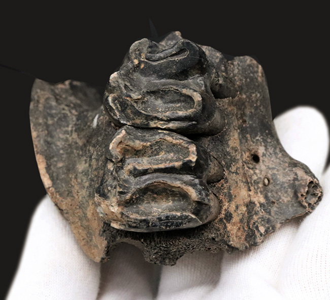 オールドコレクション！更新世に北米に棲息していた絶滅種のバク（Tapirus sp.）の顎骨付き歯化石（その3）