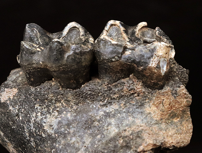 オールドコレクション！更新世に北米に棲息していた絶滅種のバク（Tapirus sp.）の顎骨付き歯化石（その4）