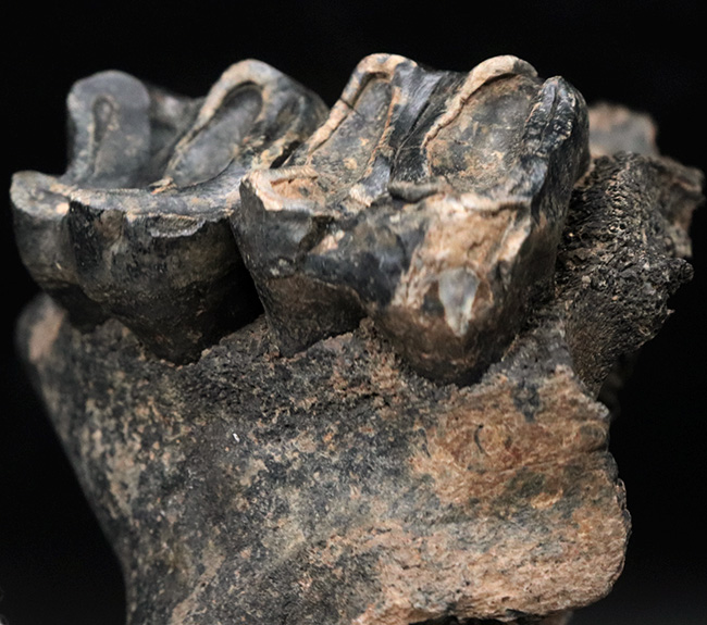 オールドコレクション！更新世に北米に棲息していた絶滅種のバク（Tapirus sp.）の顎骨付き歯化石（その5）