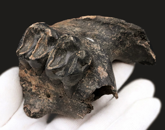 オールドコレクション！更新世に北米に棲息していた絶滅種のバク（Tapirus sp.）の顎骨付き歯化石（その6）