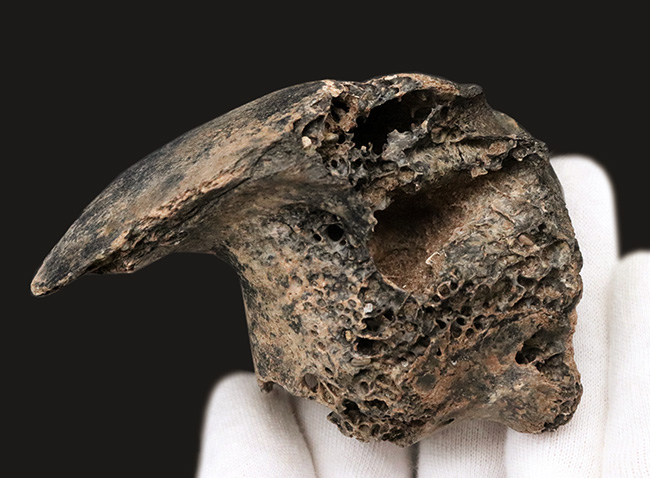 オールドコレクション！更新世に北米に棲息していた絶滅種のバク（Tapirus sp.）の顎骨付き歯化石（その7）