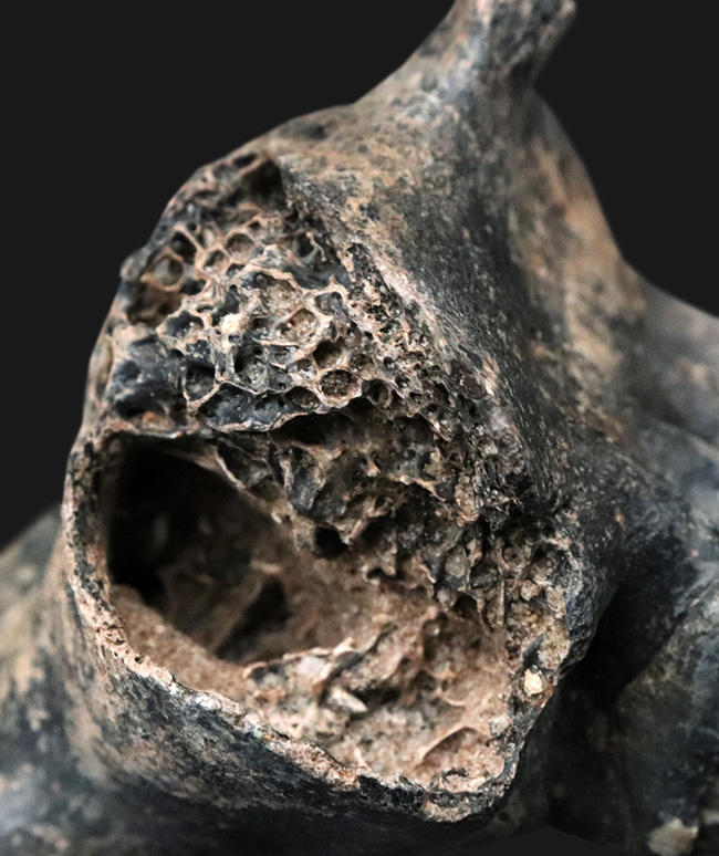 オールドコレクション！更新世に北米に棲息していた絶滅種のバク（Tapirus sp.）の顎骨付き歯化石（その8）