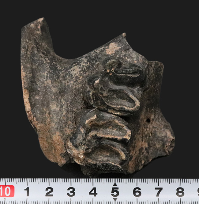 オールドコレクション！更新世に北米に棲息していた絶滅種のバク（Tapirus sp.）の顎骨付き歯化石（その9）