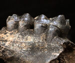 オールドコレクション！更新世に北米に棲息していた絶滅種のバク（Tapirus sp.）の顎骨付き歯化石