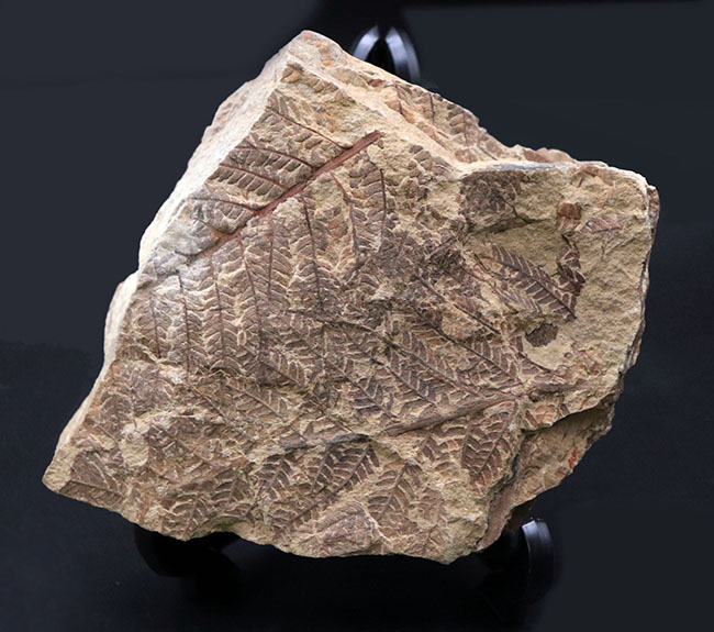 和歌山県の中生代白亜紀の地層から採集された謎多きシダ植物