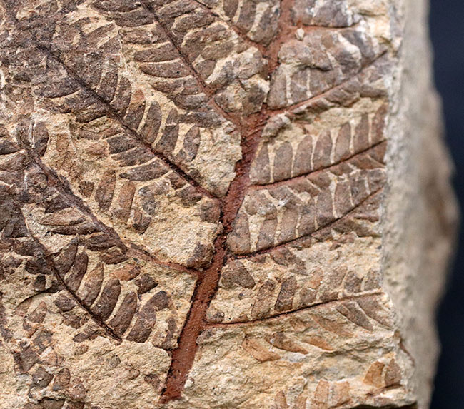 和歌山県の中生代白亜紀の地層から採集された謎多きシダ植物、クラドフレビス（Cladophlebis exiliformis）。オールドコレクション（その2）