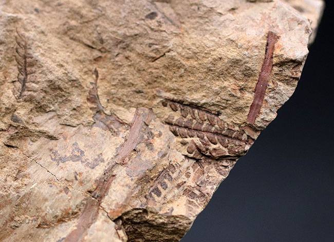和歌山県の中生代白亜紀の地層から採集された謎多きシダ植物、クラドフレビス（Cladophlebis exiliformis）。オールドコレクション（その8）