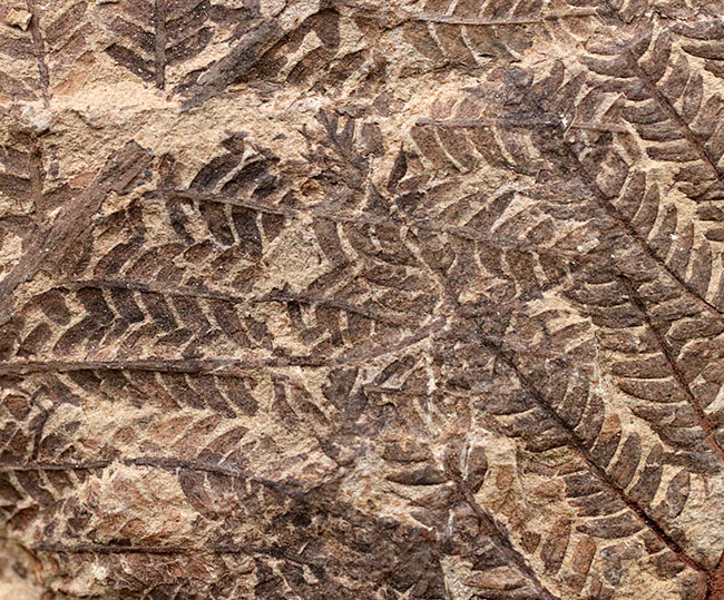 和歌山県の中生代白亜紀の地層から採集された謎多きシダ植物、クラドフレビス（Cladophlebis exiliformis）。オールドコレクション（その9）