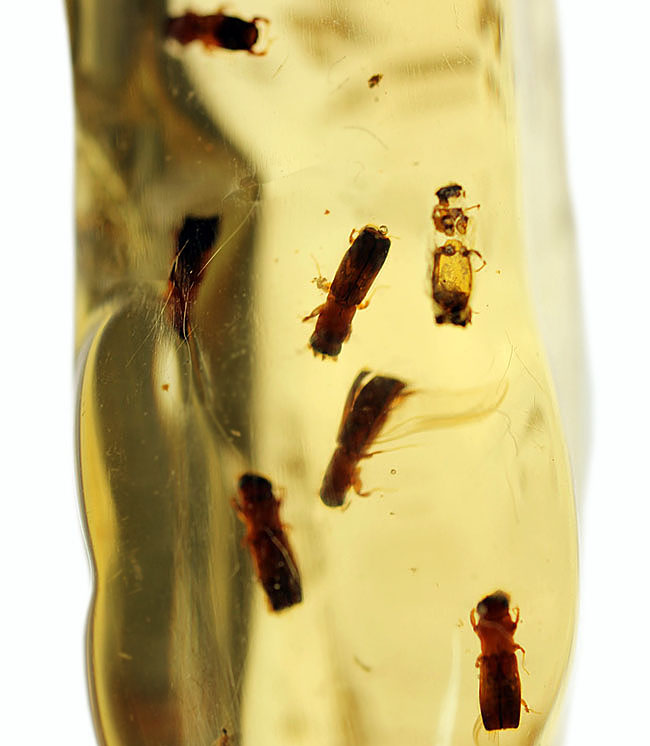 総勢15匹以上!透明度の高いコーパルの中に、甲虫が内包されています。(Copal)(その1)