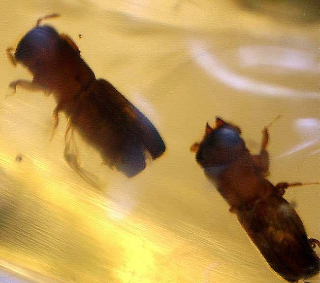 総勢15匹以上!透明度の高いコーパルの中に、甲虫が内包されています。(Copal)(その14)