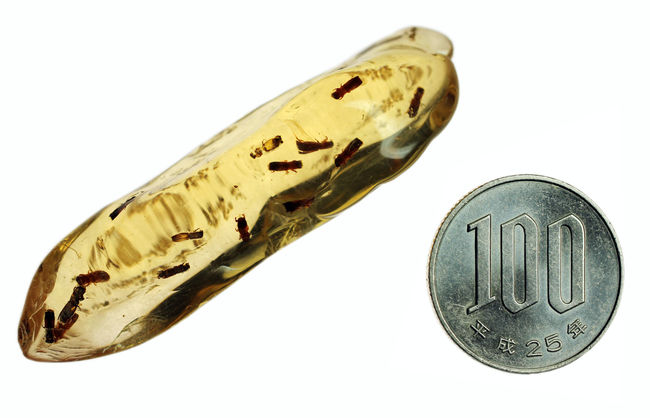 総勢15匹以上!透明度の高いコーパルの中に、甲虫が内包されています。(Copal)(その15)