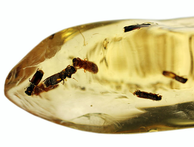 総勢15匹以上!透明度の高いコーパルの中に、甲虫が内包されています。(Copal)(その4)