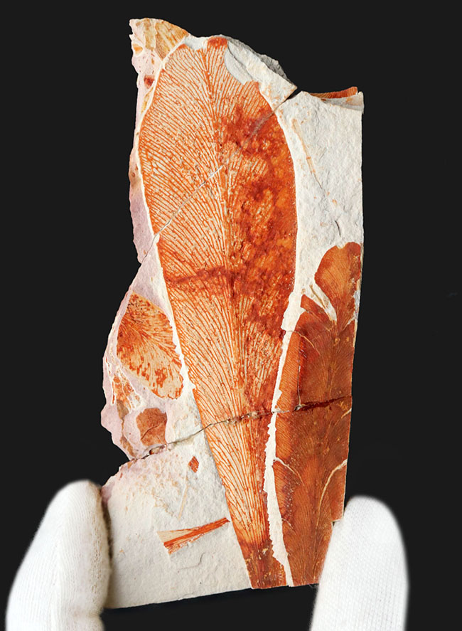 ゴンドワナ大陸特有種の一つ、大陸移動説の証左！ほぼ全形が保存されたグロッソプテリス（Glossopteris brawnia）の葉の化石（その1）