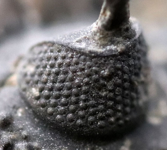 必見!絶大な人気を誇るモロッコ産三葉虫、ワリセロプス・トライフルカタス(Walliserops trifurcatus)。通称、ロングフォーク(その10)