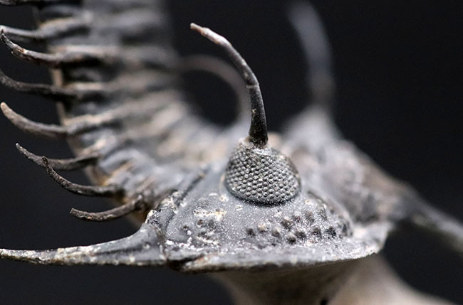 必見!絶大な人気を誇るモロッコ産三葉虫、ワリセロプス・トライフルカタス(Walliserops trifurcatus)。通称、ロングフォーク(その11)